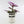Load image into Gallery viewer, Tradescantia &#39;Albiflora&#39; Nanouk Live Plant in &quot;Grow In The Lord&quot; Nursery Pot
