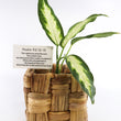 Load image into Gallery viewer, Dieffenbachia Plant in a Bamboo Square Planter
